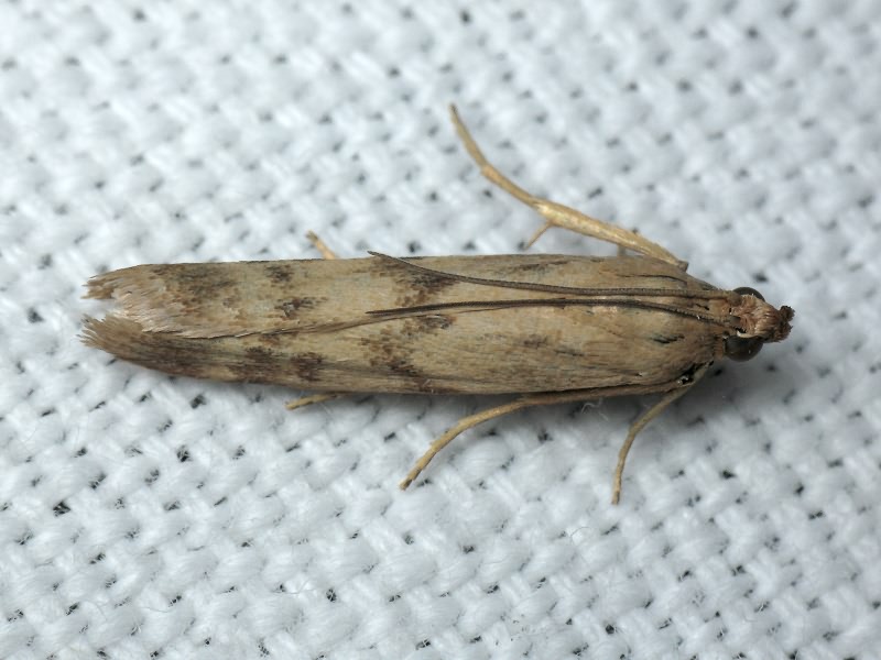 Homoeosoma sinuella (Fabricius, 1794)